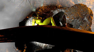 Monster Girl From the Deep Is Hunting in the Forest