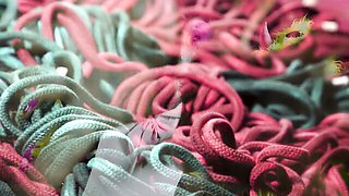 Anuskatzz's small tits scene