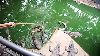 Crocodiles feeding and amateur Thai girlfriend ass spanking